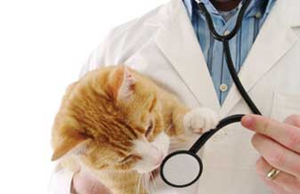 Clínica Veterinária Micai Vet - Foto 1
