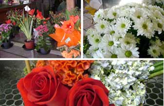 Floricultura Yagami - Foto 1