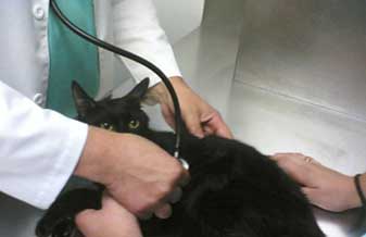 Policlínica Veterinária - Foto 1
