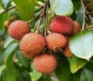 temporada de colheita da lichia