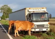 caminhão carregado de esterco