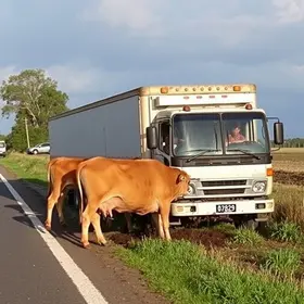 caminhão carregado de esterco