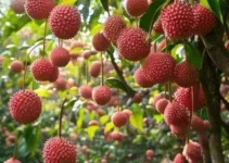 temporada de colheita de lichia