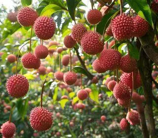 temporada de colheita de lichia