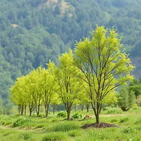 plantio simultâneo de árvores nativas