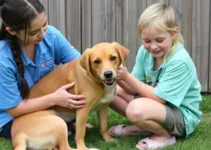 terapia com animais resgatados