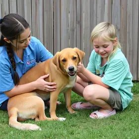 terapia com animais resgatados