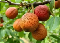 passeio em pomar de jabuticaba