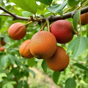 passeio em pomar de jabuticaba