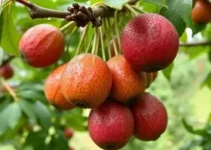 safra de jabuticaba