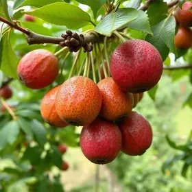 safra de jabuticaba