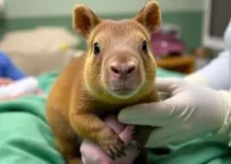 filhote de capivara prematuro