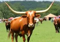 férias no campo