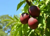 jabuticaba