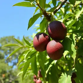 jabuticaba