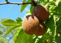 jabuticabas