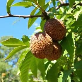 jabuticabas