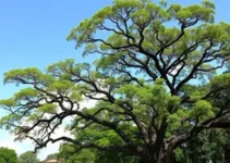 Queda de mangueira de 166 anos em Itu