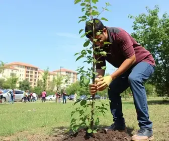 Plantio de Árvores em Itu